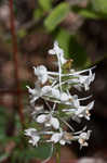 Snowy orchid